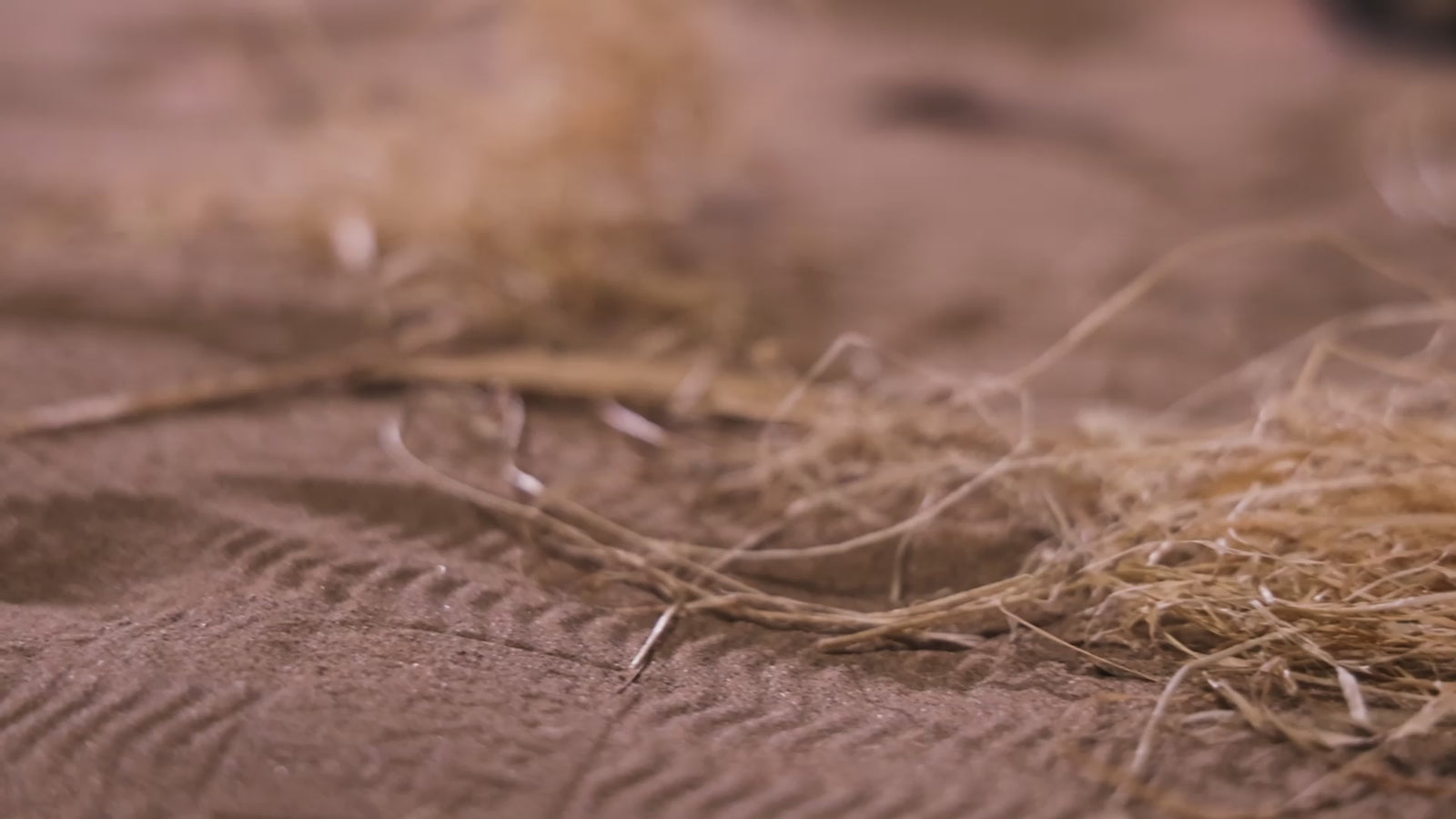 The Isle Sex doll (Dolls Castle 156cm E-cup #A1 TPE) EXPRESS